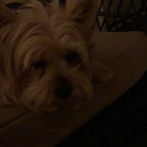 Meet your Posher, Brian